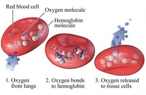 اکسیژن در خون